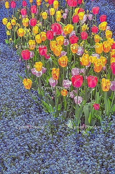 Red, yellow and purple tulips (Tulipa), and forest forget-me-not (Myosotis sylvatica), Kempten, Allgäu, Bavaria, Germany [IBR125002349]