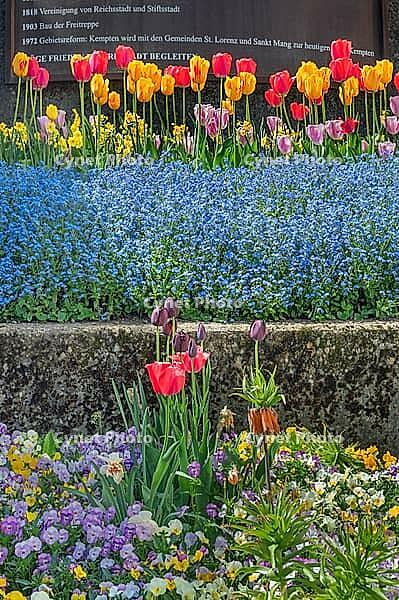 Red, yellow and purple tulips (Tulipa), and wood forget-me-not (Myosotis sylvatica), at the staircase, Kempten, Allgäu, Bavaria [IBR125002350]