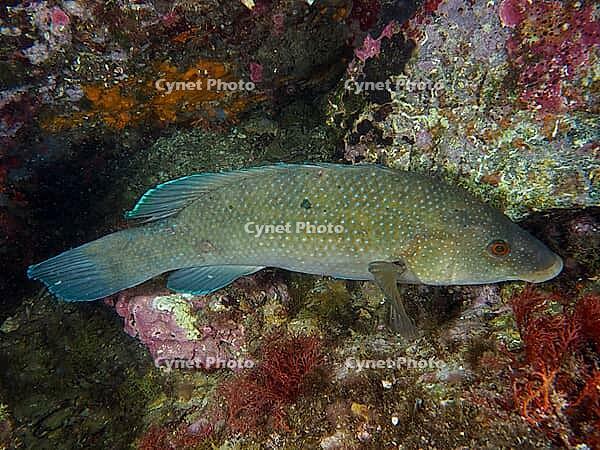A black-throated wrasse (Labrus merula) beneath an overgrown reef, dive site in the Cap de Creus Marine Reserve, Rosas, Costa Brava, Spain, Mediterranean Sea [IBR125002352]