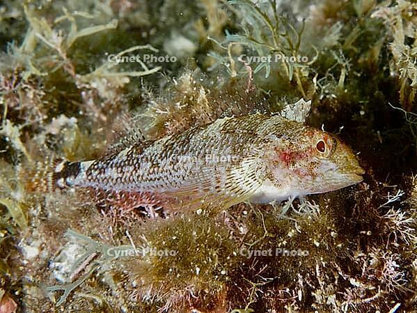 A brown fish with patterned scales, a female Black-faced blenny (Tripterygion delaisi), swimming over the seabed at the Cap de Creus Marine Reserve, Rosas, Costa Brava, Spain, Mediterranean Sea [IBR125002353]