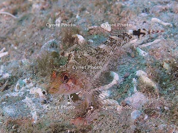 A grey-coloured fish with patterned scales, a female Black-faced blenny (Tripterygion delaisi), resting on the sand at the Cap de Creus Marine Reserve dive site, Rosas, Costa Brava, Spain, Mediterranean Sea [IBR125002354]