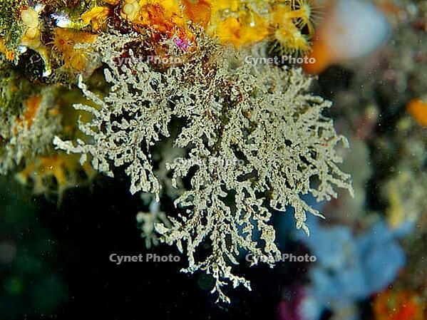 Common coral moss (Corallina officinalis), bryozoans, underwater, dive site at the Cap de Creus Marine Reserve, Rosas, Costa Brava, Spain, Mediterranean Sea [IBR125002355]