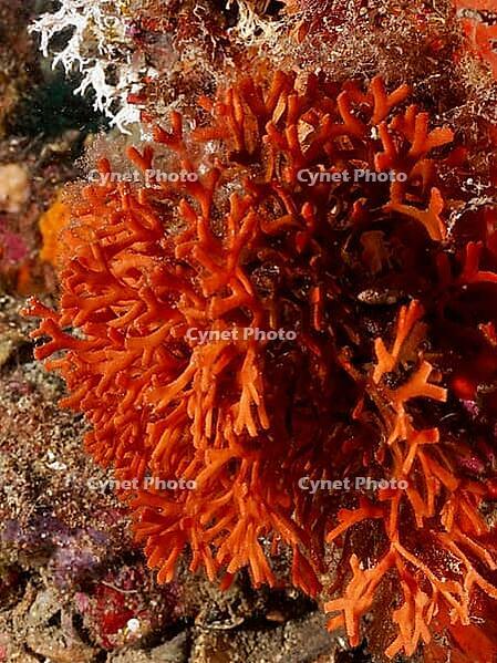 A bright orange bryozoan, the antler bryozoan (Smittina cervicornis), on the seabed, at the Cap de Creus Marine Reserve dive site, Rosas, Costa Brava, Spain, Mediterranean Sea [IBR125002356]