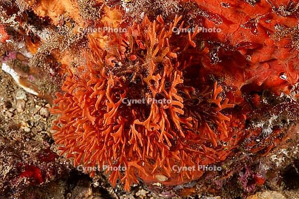 A antlered bryozoan (Smittina cervicornis), bryozoans, with complex structures in the sea, dive site at the Cap de Creus Marine Protected Area, Rosas, Costa Brava, Spain, Mediterranean Sea [IBR125002357]