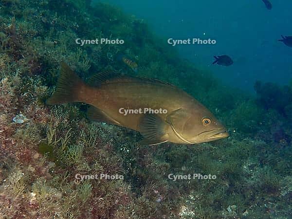 A large brown fish, a Goldblotch grouper (Epinephelus costae), swims along the coastal slope, dive site: Cap de Creus Marine Reserve, Rosas, Costa Brava, Spain, Mediterranean Sea [IBR125002359]