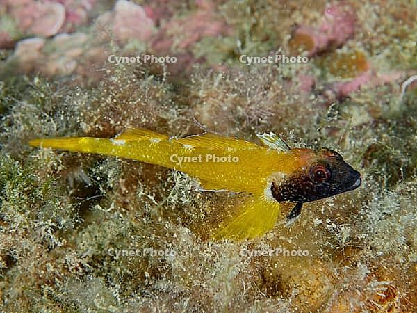 Black-faced blenny (Tripterygion delaisi) with a black head in an algae-rich environment, dive site: Cap de Creus Marine Reserve, Rosas, Costa Brava, Spain, Mediterranean Sea [IBR125002361]