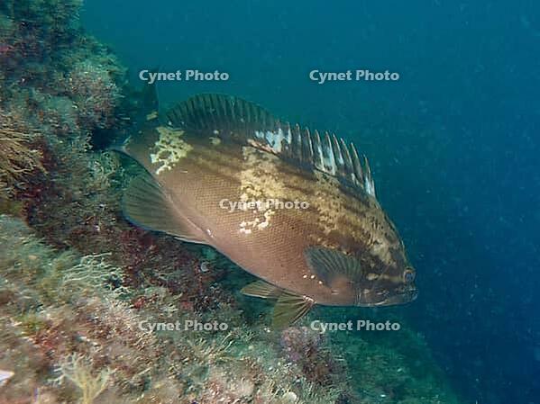 A brown fish with pale stripes, the goldblotch grouper (Epinephelus costae), swims near the reef at the Cap de Creus Marine Reserve dive site, Rosas, Costa Brava, Spain, Mediterranean Sea [IBR125002362]