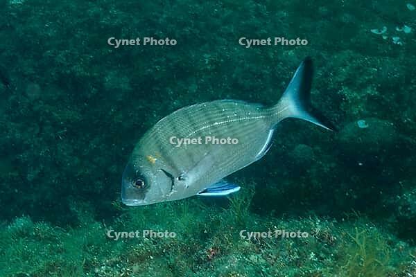Silver-grey grey mullet (Diplodus sargus) swimming in calm, blue underwater surroundings, dive site: Cap de Creus Marine Protected Area, Rosas, Costa Brava, Spain, Mediterranean Sea [IBR125002363]