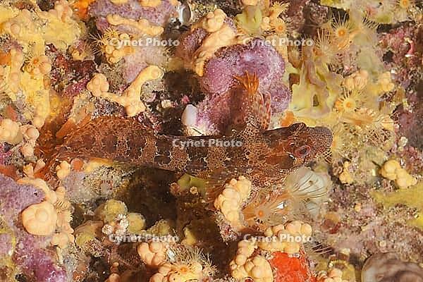 A patterned fish, the Tompot blenny (Parablennius gattorugine), against a colourful background, dive site: Cap de Creus Marine Reserve, Rosas, Costa Brava, Spain, Mediterranean Sea [IBR125002364]