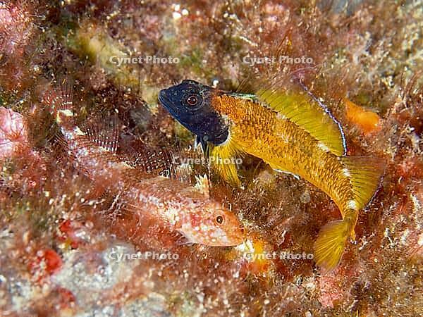 Two fish, Black-faced blenny (Tripterygion delaisi), a male and a female, hidden amongst the seaweed, one yellow and black in colour, dive site: Cap de Creus Marine Reserve, Rosas, Costa Brava, Spain, Mediterranean Sea [IBR125002365]