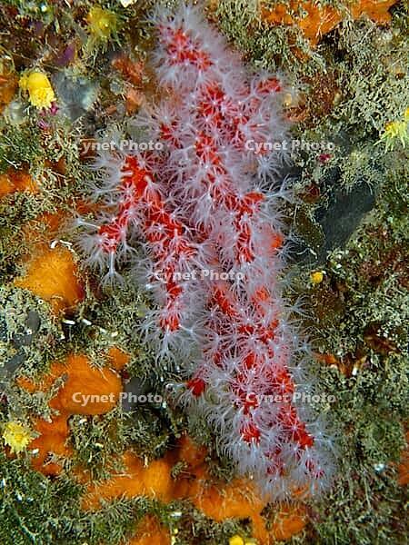 Red coral (Corallium rubrum) in an underwater reef, dive site: Cap de Creus Marine Reserve, Rosas, Costa Brava, Spain, Mediterranean Sea [IBR125002366]