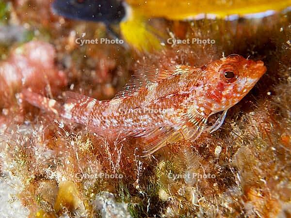 A reddish fish with transparent fins, a female Black-faced blenny (Tripterygion delaisi), on the seabed, at the Cap de Creus Marine Reserve dive site, Rosas, Costa Brava, Spain, Mediterranean Sea [IBR125002367]