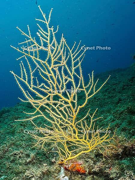 Large yellow gorgonian (Eunicella cavolinii) in a clear blue underwater setting, dive site: Cap de Creus Marine Reserve, Rosas, Costa Brava, Spain, Mediterranean Sea [IBR125002369]