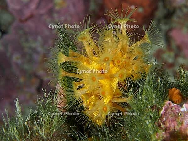 Yellow cluster anemone (Parazoanthus axinellae) on green algae growth against a pink rock face, dive site: Cap de Creus Marine Reserve, Rosas, Costa Brava, Spain, Mediterranean Sea [IBR125002370]
