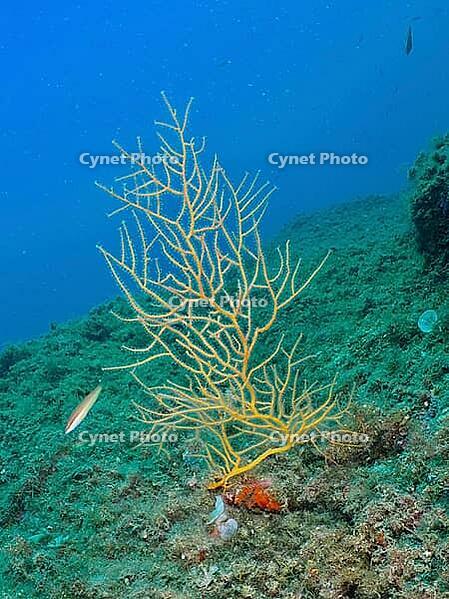 Yellow gorgonian (Eunicella cavolinii) on the seabed against a blue water background, dive site: Cap de Creus Marine Reserve, Rosas, Costa Brava, Spain, Mediterranean Sea [IBR125002371]