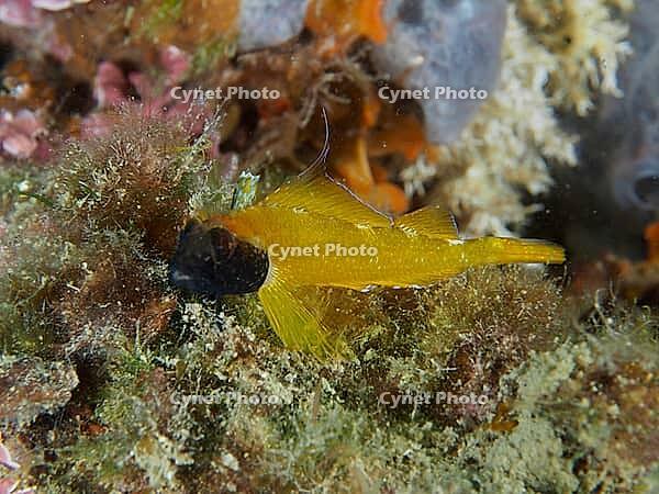 Black-faced blenny (Tripterygion delaisi) with a black mark on its head amongst seaweed, dive site in the Cap de Creus Marine Protected Area, Rosas, Costa Brava, Spain, Mediterranean Sea [IBR125002372]