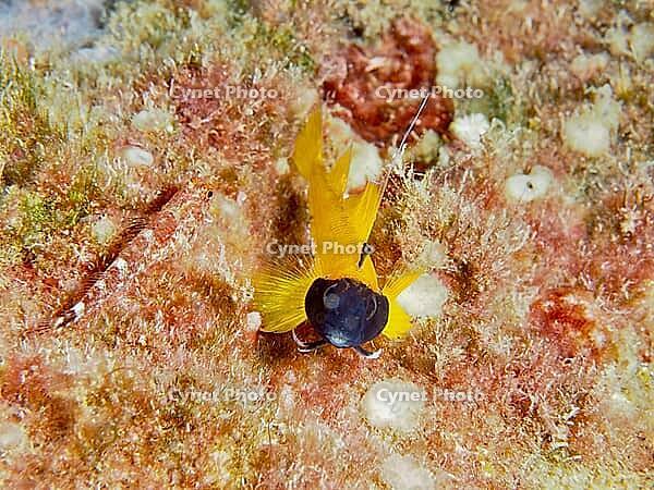 Black-faced blenny (Tripterygion delaisi) with a black head on a sandy seabed, dive site: Cap de Creus Marine Protected Area, Rosas, Costa Brava, Spain, Mediterranean Sea [IBR125002373]