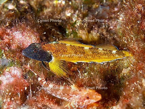 A black-faced blenny (Tripterygion delaisi) with orange and yellow markings rests on the seabed at the Cap de Creus Marine Reserve dive site, Rosas, Costa Brava, Spain, Mediterranean Sea [IBR125002374]