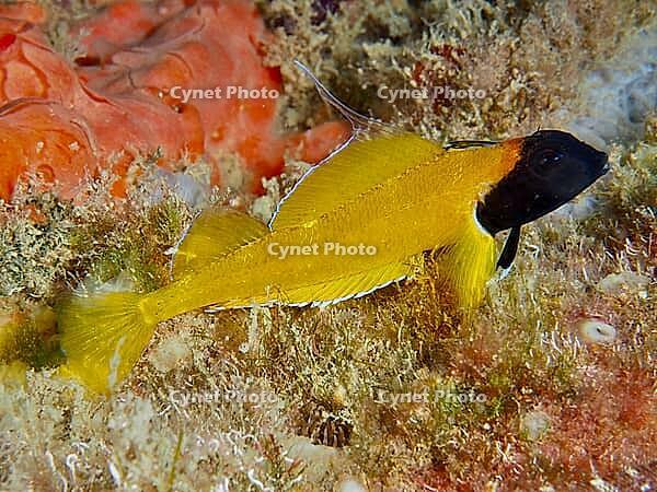 Black-faced blenny (Tripterygion delaisi) with a black head next to an orange sea sponge, dive site: Cap de Creus Marine Reserve, Rosas, Costa Brava, Spain, Mediterranean Sea [IBR125002375]