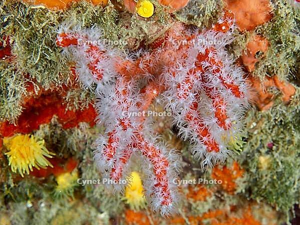 Red coral (Corallium rubrum) forms a delicate pattern against an orange background, dive site: Cap de Creus Marine Reserve, Rosas, Costa Brava, Spain, Mediterranean Sea [IBR125002376]