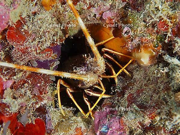 A European spiny crayfish (Palinurus elephas) hides in a colourful underwater cave covered in seaweed, at the Cap de Creus Marine Reserve dive site, Rosas, Costa Brava, Spain, Mediterranean Sea [IBR125002378]