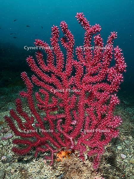 A red, violescent sea-whip (Paramuricea clavata) rises against a deep blue underwater backdrop, dive site: Cap de Creus Marine Reserve, Rosas, Costa Brava, Spain, Mediterranean Sea [IBR125002379]