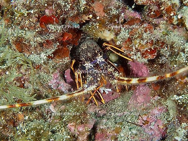 European spiny crayfish (Palinurus elephas) amongst sea sponges and seaweed in a colourful underwater world, dive site at the Cap de Creus Marine Reserve, Rosas, Costa Brava, Spain, Mediterranean Sea [IBR125002380]