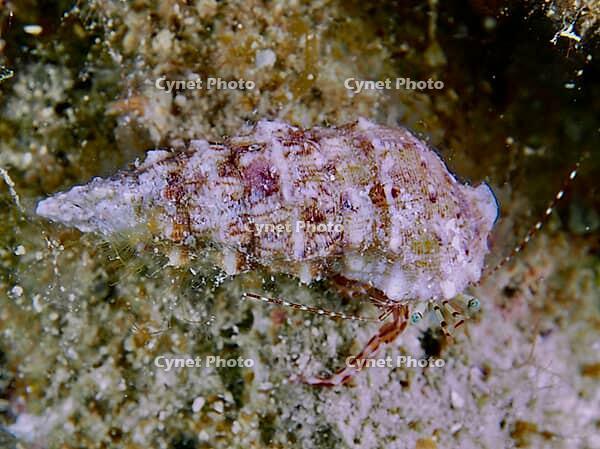 A hermit crab (Clibanarius erythropus) with a patterned shell crawls across a sandy seabed, dive site: Cap de Creus Marine Reserve, Rosas, Costa Brava, Spain, Mediterranean Sea [IBR125002382]