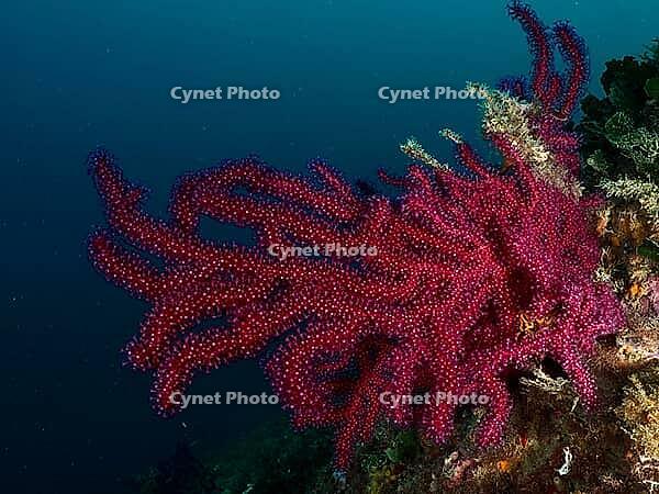 A red, violescent sea-whip (Paramuricea clavata) spreads out in the deep blue of the sea, at the Cap de Creus Marine Reserve dive site, Rosas, Costa Brava, Spain, Mediterranean Sea [IBR125002383]