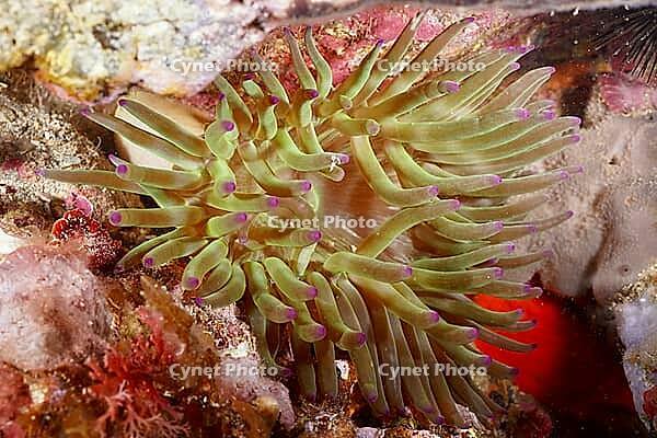 Green sea anemone with purple tips, rock gold rose (Cribrinopsis crassa), in a colourful reef, dive site at the Cap de Creus Marine Reserve, Rosas, Costa Brava, Spain, Mediterranean Sea [IBR125002384]