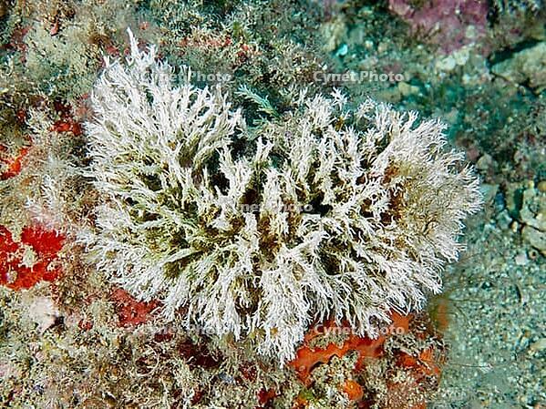 A white filigree tube worm (Filograna implexa) unfurls amidst the underwater sandy seabed, dive site in the Cap de Creus Marine Reserve, Rosas, Costa Brava, Spain, Mediterranean Sea [IBR125002385]