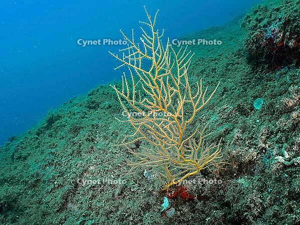 Yellow gorgonian (Eunicella cavolinii) on an underwater rock. A tranquil marine atmosphere, dive site: Cap de Creus Marine Reserve, Rosas, Costa Brava, Spain, Mediterranean Sea [IBR125002386]