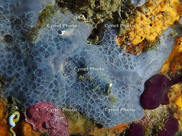 Close-up of a blue crust sponge (Phorbas tenacior) with a blue texture, dive site: Cap de Creus Marine Protected Area, Rosas, Costa Brava, Spain, Mediterranean Sea [IBR125002387]