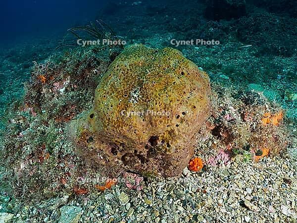 A sea sponge, the brown leather sponge (Ircinia fasciculata), on the seabed, surrounded by seaweed and rocks, dive site: Cap de Creus Marine Reserve, Rosas, Costa Brava, Spain, Mediterranean Sea [IBR125002388]