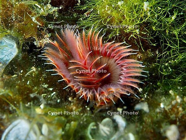 Colourful tube worm (Serpula vermicularis) with green plants on a rocky seabed, dive site: Cap de Creus Marine Reserve, Rosas, Costa Brava, Spain, Mediterranean Sea [IBR125002389]