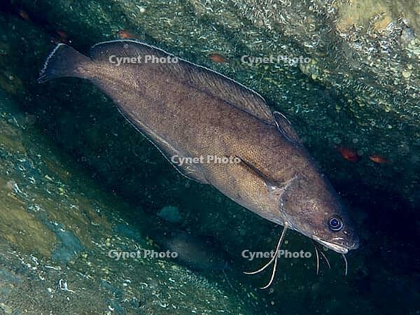 A brown Phycis phycis swims underwater near a rock face, dive site: Cap de Creus Marine Reserve, Rosas, Costa Brava, Spain, Mediterranean Sea [IBR125002390]