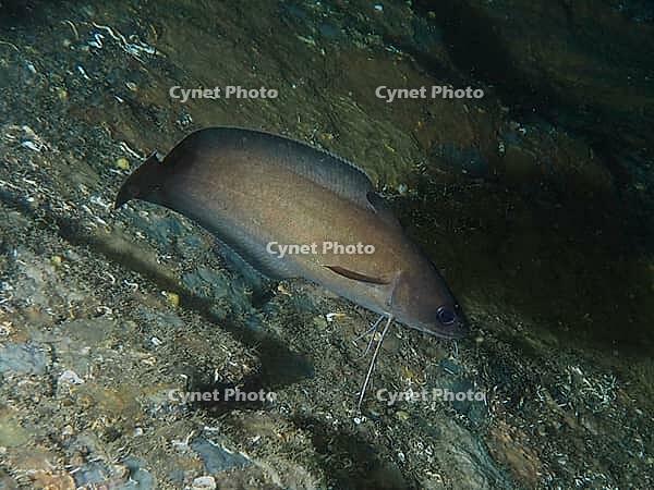 A brown Phycis phycis swimming near a rocky seabed, dive site at the Cap de Creus Marine Reserve, Rosas, Costa Brava, Spain, Mediterranean Sea [IBR125002391]