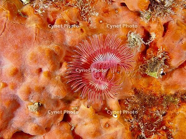 Colourful calcareous tube worm (Serpula vermicularis) on an orange sea sponge, underwater, dive site: Cap de Creus Marine Reserve, Rosas, Costa Brava, Spain, Mediterranean Sea [IBR125002392]
