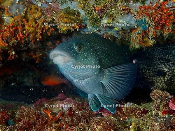 A black-throated wrasse (Labrus merula) swims in a colourful reef at the Cap de Creus Marine Reserve dive site, Rosas, Costa Brava, Spain, Mediterranean Sea [IBR125002393]