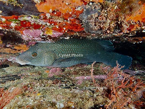 A black-throated wrasse (Labrus merula) lies amidst a colourful reef, surrounded by shades of orange and red, at the Cap de Creus Marine Reserve dive site, Rosas, Costa Brava, Spain, Mediterranean Sea [IBR125002394]