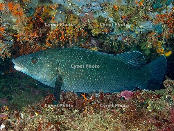 A black-throated wrasse (Labrus merula) swims through a vibrant reef with shades of orange and blue, at the Cap de Creus Marine Protected Area dive site, Rosas, Costa Brava, Spain, Mediterranean Sea [IBR125002395]