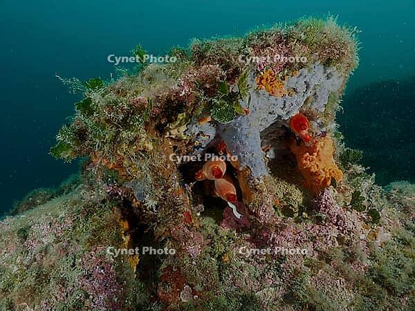An anchor under water, covered with plants and sea sponges in shades of green, dive site Cap de Creus Marine Reserve, Rosas, Costa Brava, Spain, Mediterranean [IBR125002396]