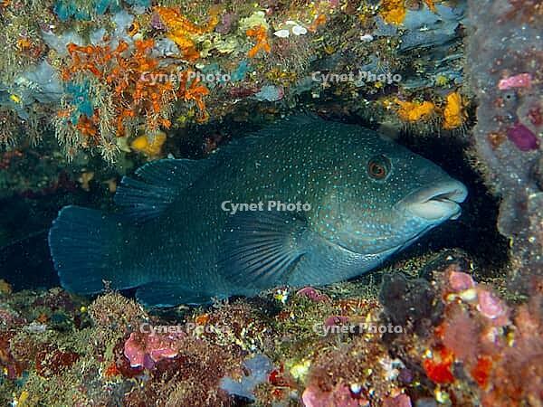 A black wrasse (Labrus merula) hides amongst colourful sea sponges growing in the depths of the sea, at the Cap de Creus Marine Reserve dive site, Rosas, Costa Brava, Spain, Mediterranean Sea [IBR125002397]