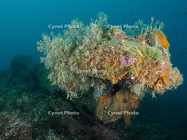 An anchor juts into the sea, overgrown with colorful plants and sea sponges, diving site Cap de Creus marine reserve, Rosas, Costa Brava, Spain, Mediterranean [IBR125002398]