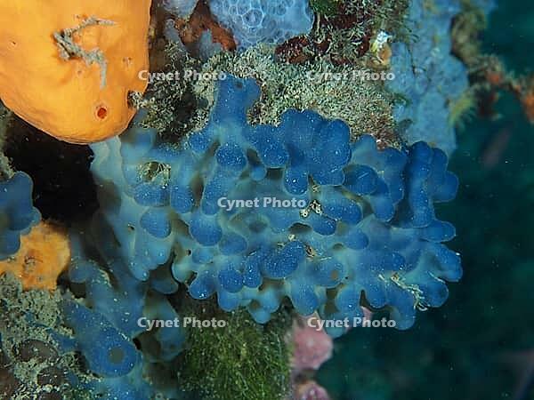 A blue sponge (Oscarella lobularis) is visible, surrounded by other colourful underwater species, at the Cap de Creus Marine Reserve dive site, Rosas, Costa Brava, Spain, Mediterranean Sea [IBR125002399]