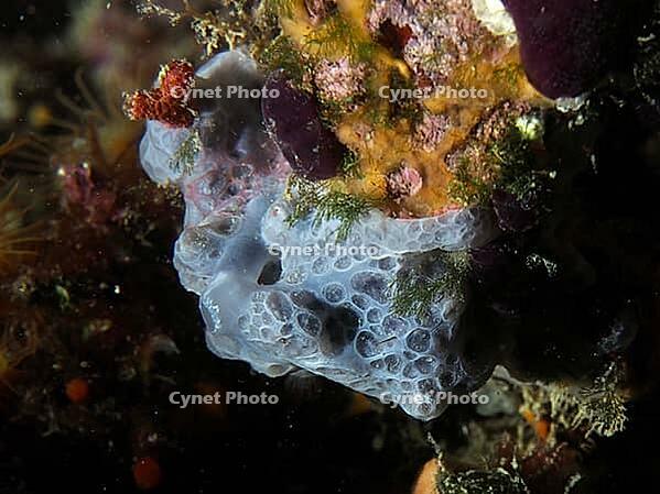 Underwater photograph of a blue crust sponge (Phorbas tenacior) on a reef, dive site in the Cap de Creus Marine Protected Area, Rosas, Costa Brava, Spain, Mediterranean Sea [IBR125002401]