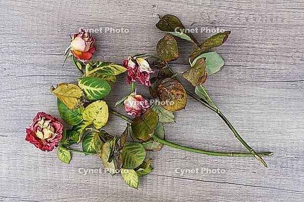 Dried roses, Kempen, Viersen District, North Rhine-Westphalia, Germany [IBR125007582]