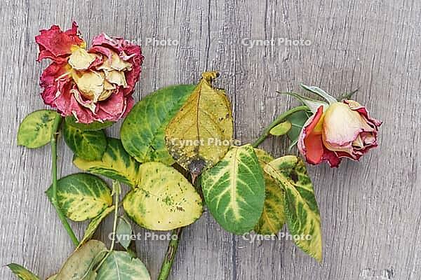 Dried roses, Kempen, Viersen District, North Rhine-Westphalia, Germany [IBR125007583]