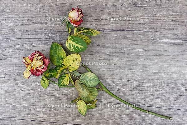 Dried roses, Kempen, Viersen District, North Rhine-Westphalia, Germany [IBR125007584]
