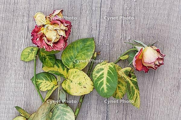 Dried roses, Kempen, Viersen District, North Rhine-Westphalia, Germany [IBR125007593]